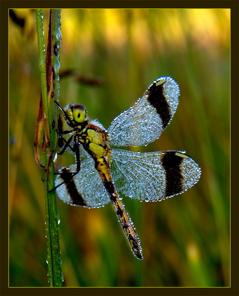 Click on image to view it in another window