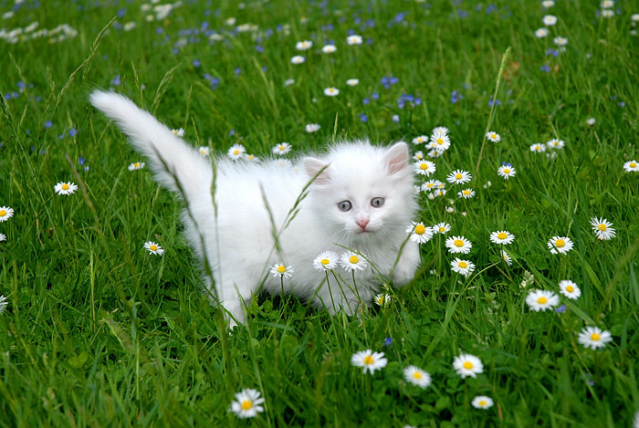 Click on image to view it in another window