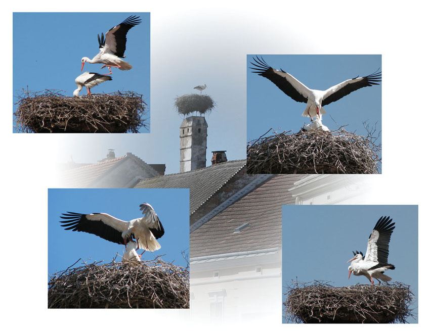 Click on image to view it in another window