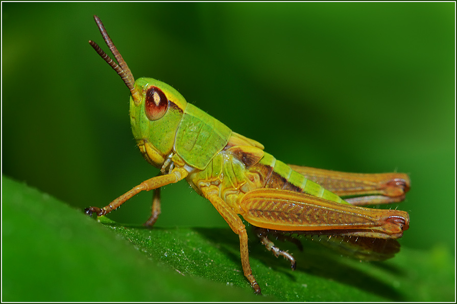 Click on image to view it in another window