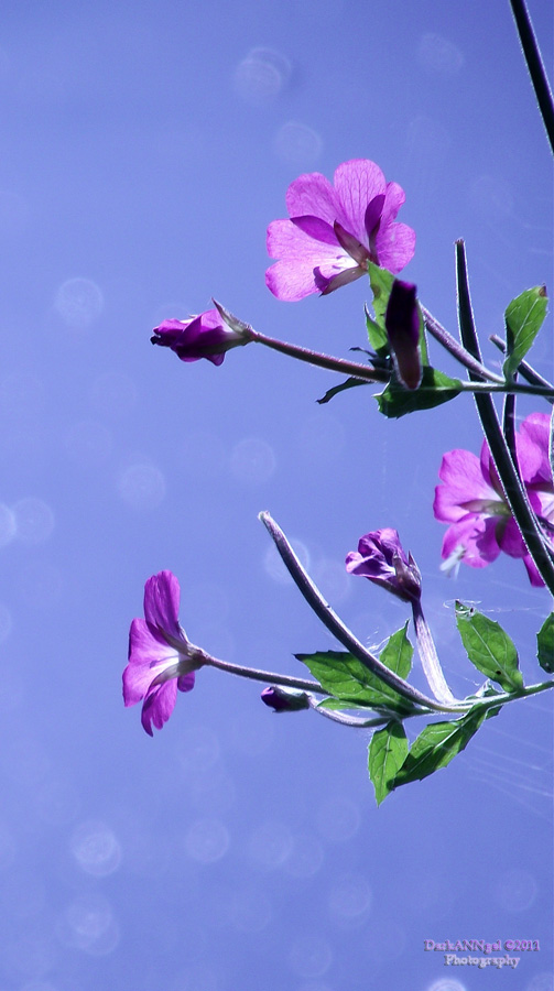 Click on image to view it in another window