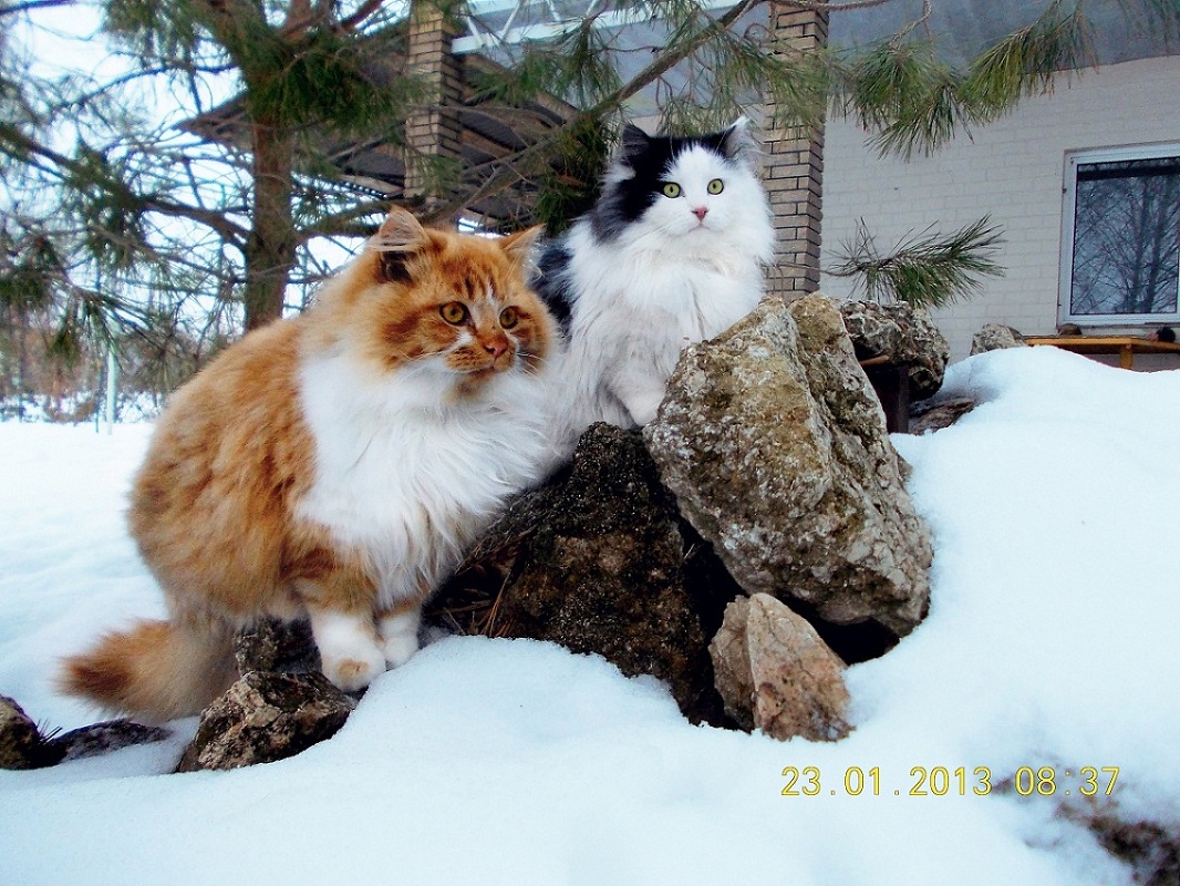 Click on image to view it in another window