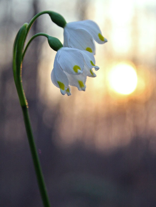 Click on image to view it in another window