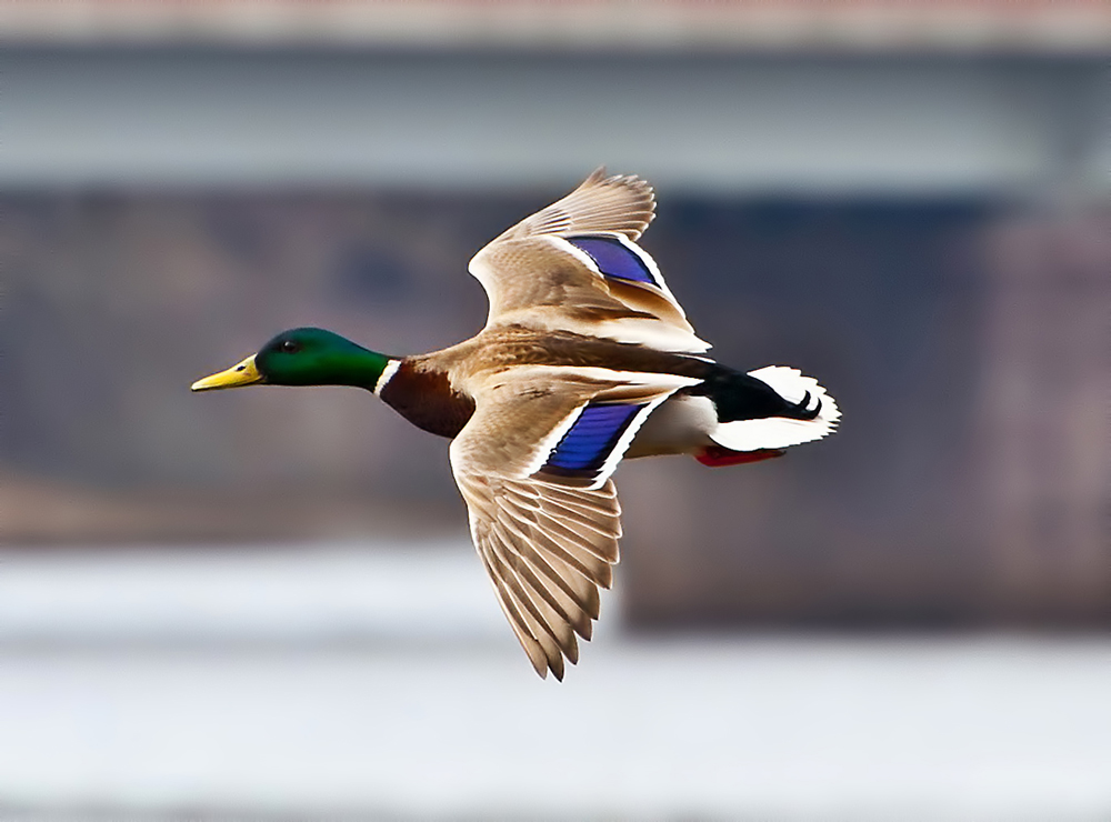 Click on image to view it in another window
