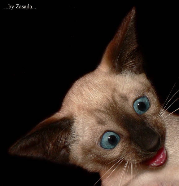 Click on image to view it in another window
