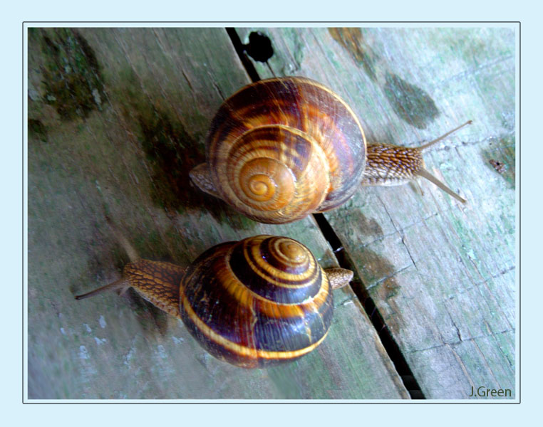 Click on image to view it in another window